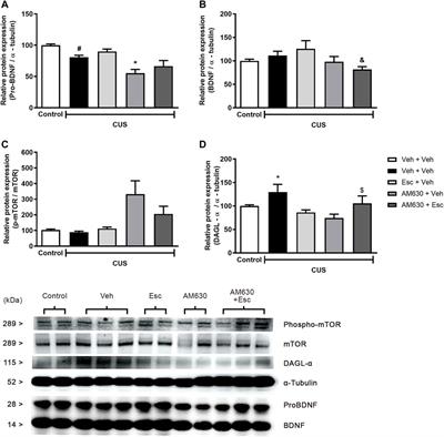 Spontaneous Activity of CB2 Receptors Attenuates Stress-Induced Behavioral and Neuroplastic Deficits in Male Mice